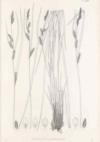 Reproducción/Reproduction 48683544677: Illustrations of the genus Carex. London :William Pamplin,1858-1867.. 