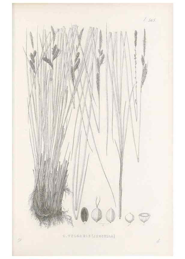 Reproducción/Reproduction 48683545072: Illustrations of the genus Carex. London :William Pamplin,1858-1867.. 