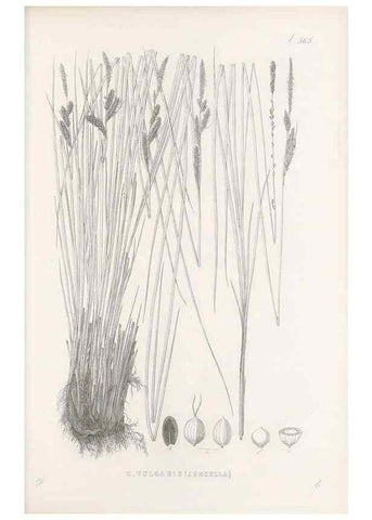 Reproducción/Reproduction 48683545072: Illustrations of the genus Carex. London :William Pamplin,1858-1867.. 