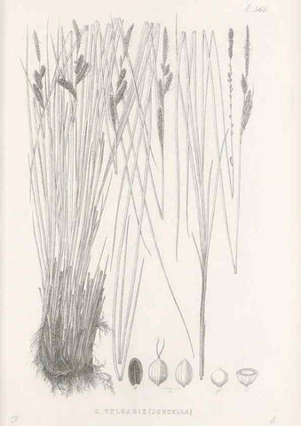 Reproducción/Reproduction 48683545072: Illustrations of the genus Carex. London :William Pamplin,1858-1867.. 