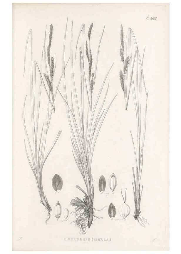 Reproducción/Reproduction 48683370046: Illustrations of the genus Carex. London :William Pamplin,1858-1867.. 