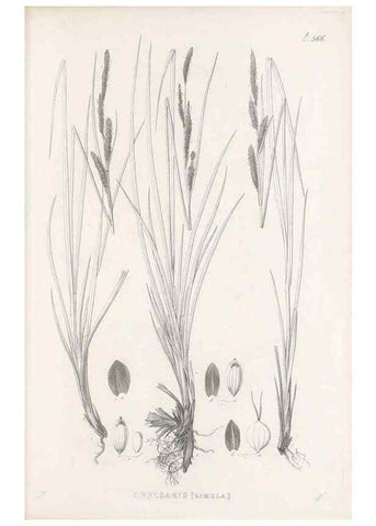 Reproducción/Reproduction 48683370046: Illustrations of the genus Carex. London :William Pamplin,1858-1867.. 