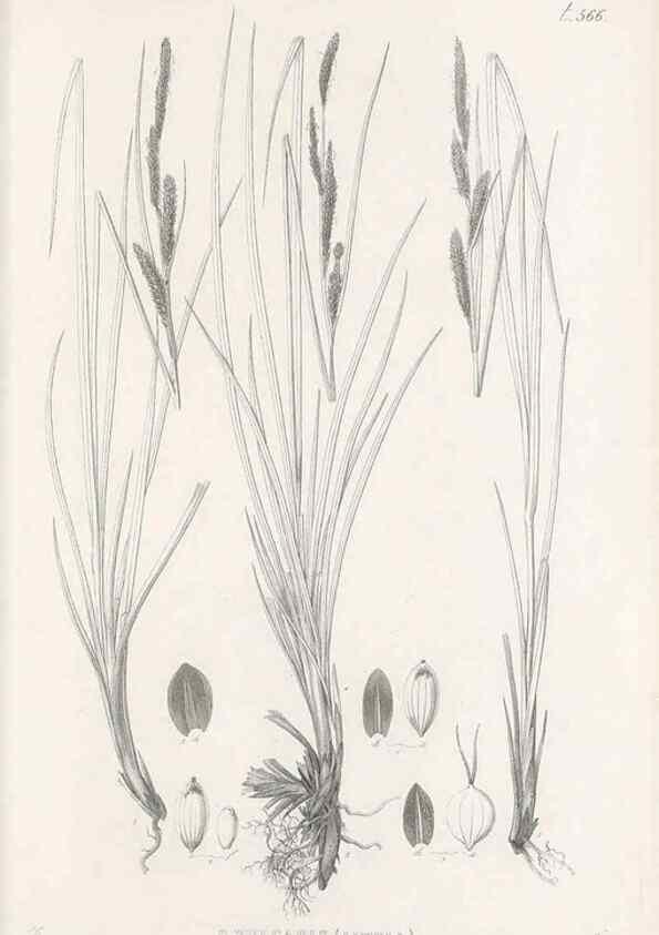 Reproducción/Reproduction 48683370046: Illustrations of the genus Carex. London :William Pamplin,1858-1867.. 