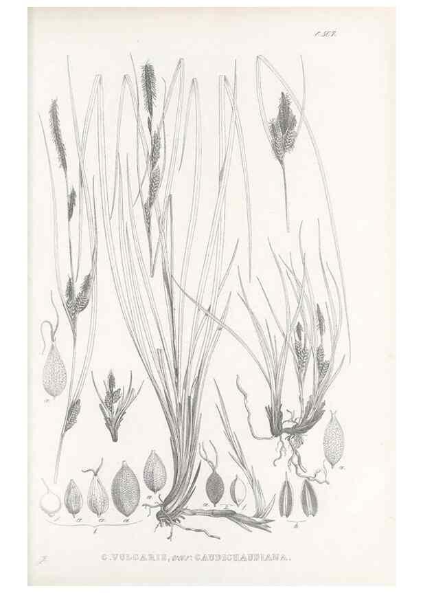 Reproducción/Reproduction 48683370371: Illustrations of the genus Carex. London :William Pamplin,1858-1867.. 