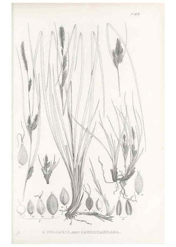 Reproducción/Reproduction 48683370371: Illustrations of the genus Carex. London :William Pamplin,1858-1867.. 