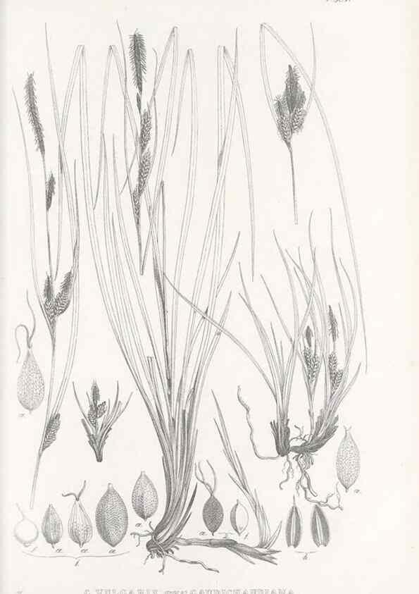Reproducción/Reproduction 48683370371: Illustrations of the genus Carex. London :William Pamplin,1858-1867.. 