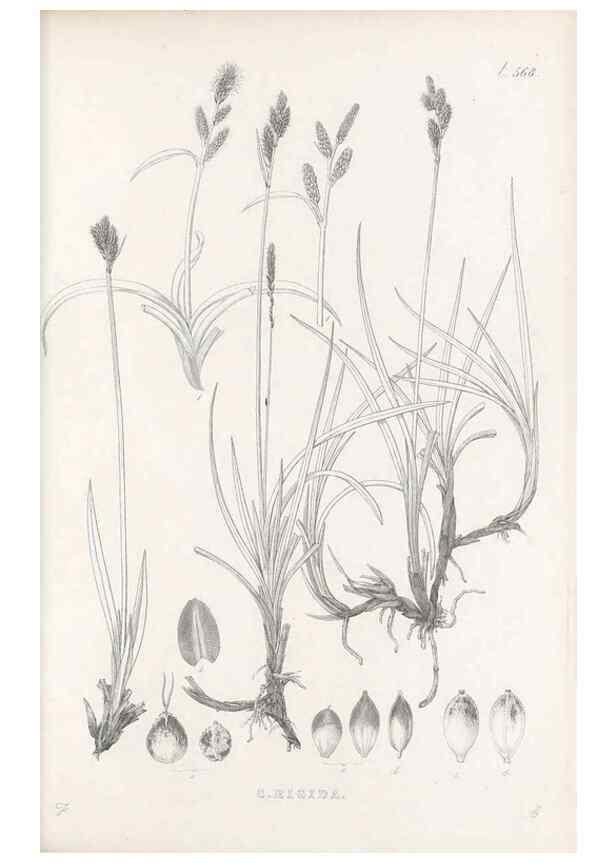 Reproducción/Reproduction 48683030613: Illustrations of the genus Carex. London :William Pamplin,1858-1867.. 
