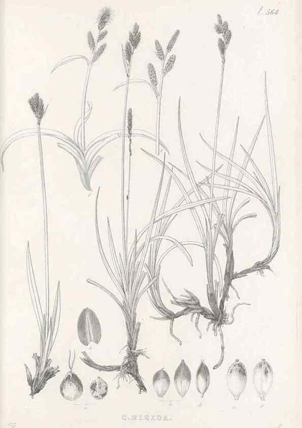Reproducción/Reproduction 48683030613: Illustrations of the genus Carex. London :William Pamplin,1858-1867.. 
