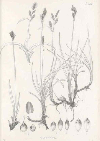 Reproducción/Reproduction 48683030613: Illustrations of the genus Carex. London :William Pamplin,1858-1867.. 