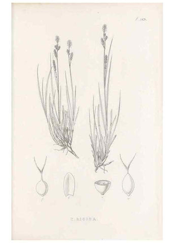 Reproducción/Reproduction 48683546117: Illustrations of the genus Carex. London :William Pamplin,1858-1867.. 