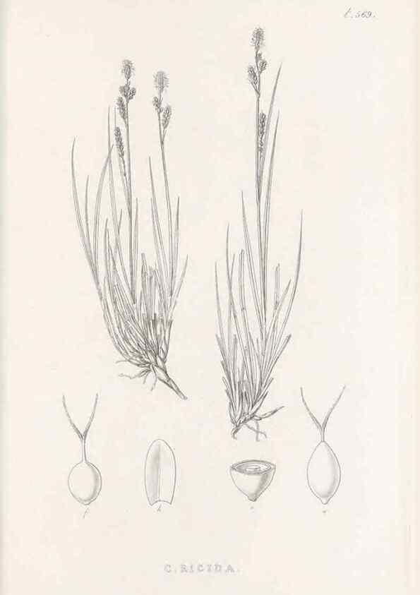 Reproducción/Reproduction 48683546117: Illustrations of the genus Carex. London :William Pamplin,1858-1867.. 