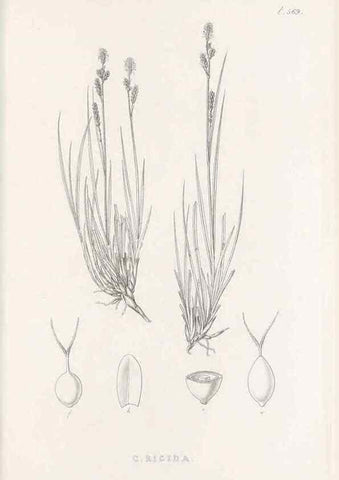 Reproducción/Reproduction 48683546117: Illustrations of the genus Carex. London :William Pamplin,1858-1867.. 