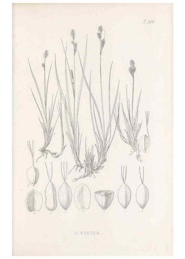 Reproducción/Reproduction 48683031168: Illustrations of the genus Carex. London :William Pamplin,1858-1867.. 