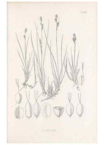 Reproducción/Reproduction 48683031168: Illustrations of the genus Carex. London :William Pamplin,1858-1867.. 
