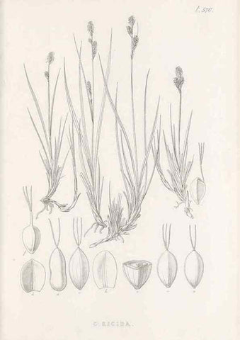 Reproducción/Reproduction 48683031168: Illustrations of the genus Carex. London :William Pamplin,1858-1867.. 