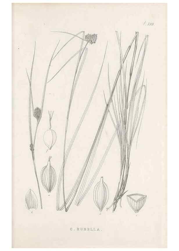 Reproducción/Reproduction 48683040773: Illustrations of the genus Carex. London :William Pamplin,1858-1867.. 
