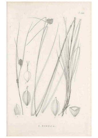 Reproducción/Reproduction 48683040773: Illustrations of the genus Carex. London :William Pamplin,1858-1867.. 