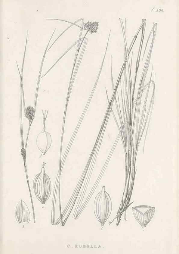 Reproducción/Reproduction 48683040773: Illustrations of the genus Carex. London :William Pamplin,1858-1867.. 