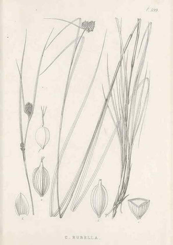 Reproducción/Reproduction 48683040773: Illustrations of the genus Carex. London :William Pamplin,1858-1867.. 