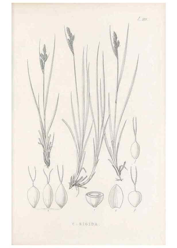 Reproducción/Reproduction 48683031598: Illustrations of the genus Carex. London :William Pamplin,1858-1867.. 