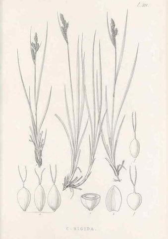 Reproducción/Reproduction 48683031598: Illustrations of the genus Carex. London :William Pamplin,1858-1867.. 