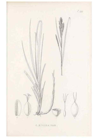 Reproducción/Reproduction 48683547432: Illustrations of the genus Carex. London :William Pamplin,1858-1867.. 