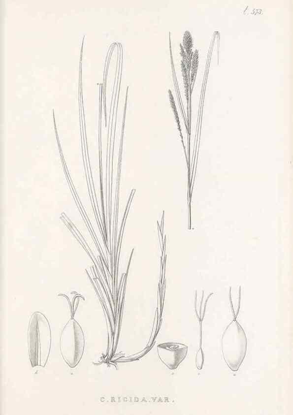 Reproducción/Reproduction 48683547432: Illustrations of the genus Carex. London :William Pamplin,1858-1867.. 