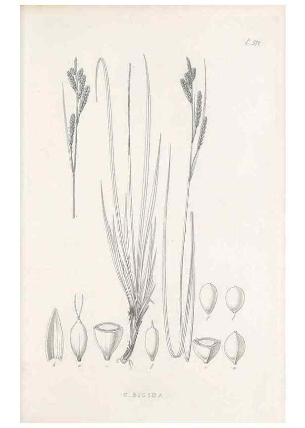 Reproducción/Reproduction 48683032543: Illustrations of the genus Carex. London :William Pamplin,1858-1867.. 