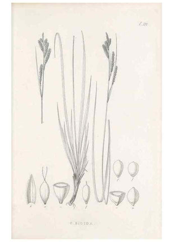 Reproducción/Reproduction 48683032543: Illustrations of the genus Carex. London :William Pamplin,1858-1867.. 