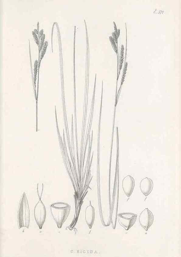 Reproducción/Reproduction 48683032543: Illustrations of the genus Carex. London :William Pamplin,1858-1867.. 