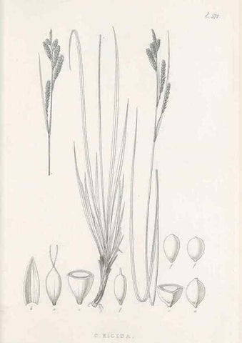 Reproducción/Reproduction 48683032543: Illustrations of the genus Carex. London :William Pamplin,1858-1867.. 
