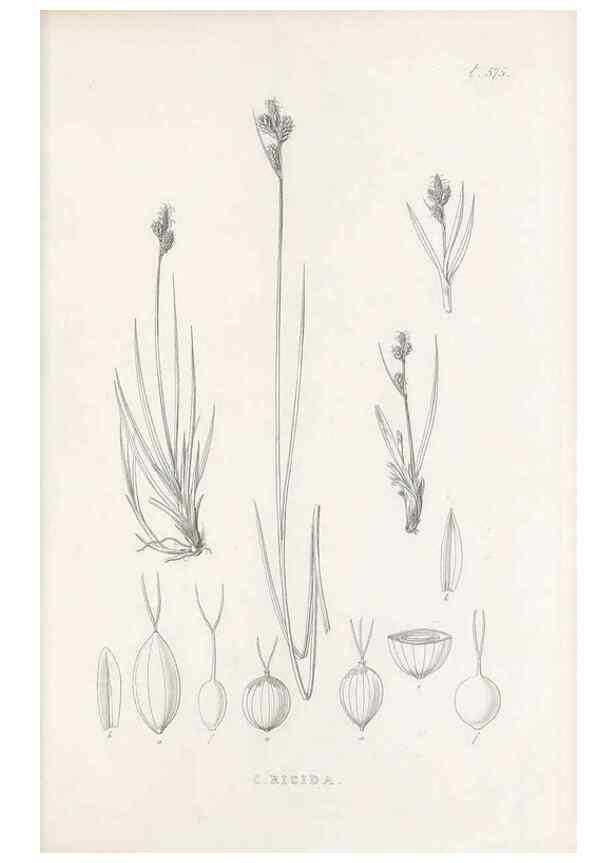 Reproducción/Reproduction 48683548007: Illustrations of the genus Carex. London :William Pamplin,1858-1867.. 