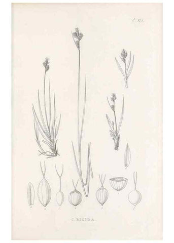 Reproducción/Reproduction 48683548007: Illustrations of the genus Carex. London :William Pamplin,1858-1867.. 