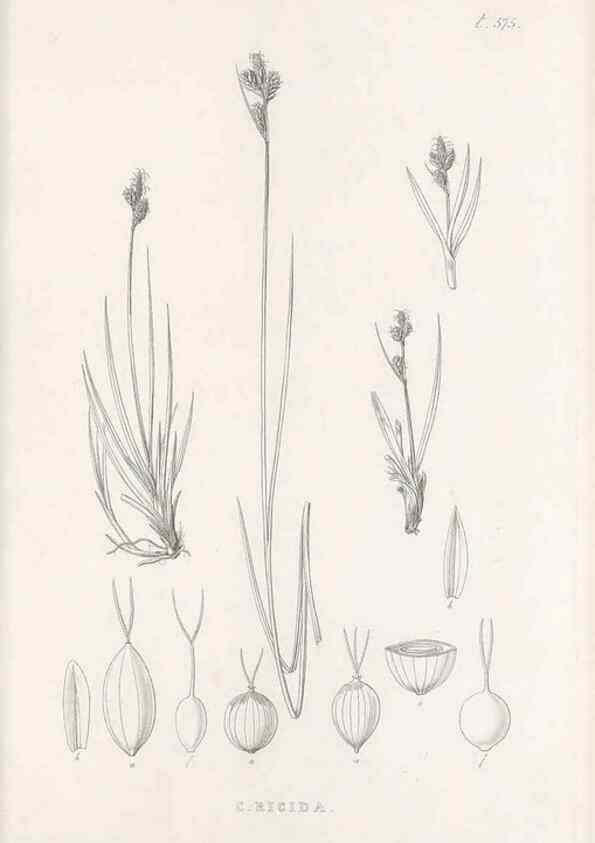 Reproducción/Reproduction 48683548007: Illustrations of the genus Carex. London :William Pamplin,1858-1867.. 