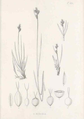 Reproducción/Reproduction 48683548007: Illustrations of the genus Carex. London :William Pamplin,1858-1867.. 