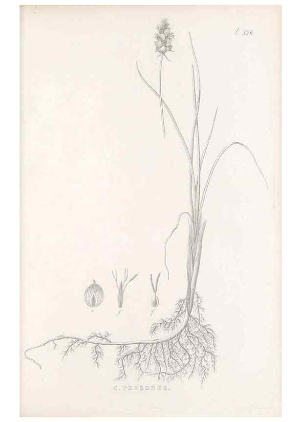 Reproducción/Reproduction 48683033153: Illustrations of the genus Carex. London :William Pamplin,1858-1867.. 