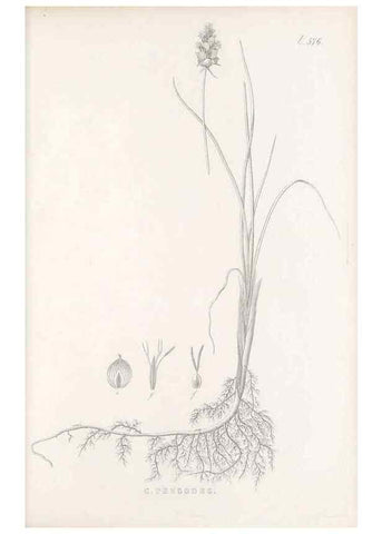 Reproducción/Reproduction 48683033153: Illustrations of the genus Carex. London :William Pamplin,1858-1867.. 