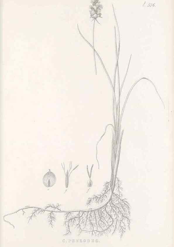 Reproducción/Reproduction 48683033153: Illustrations of the genus Carex. London :William Pamplin,1858-1867.. 