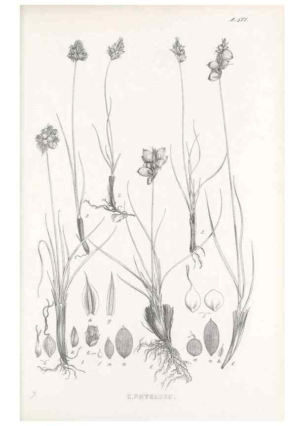 Reproducción/Reproduction 48683373456: Illustrations of the genus Carex. London :William Pamplin,1858-1867.. 