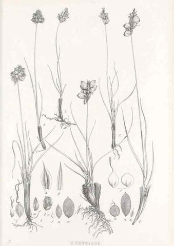 Reproducción/Reproduction 48683373456: Illustrations of the genus Carex. London :William Pamplin,1858-1867.. 