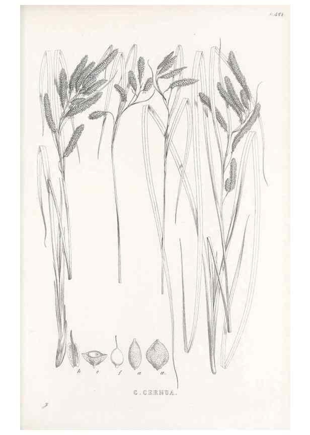 Reproducción/Reproduction 48683549067: Illustrations of the genus Carex. London :William Pamplin,1858-1867.. 
