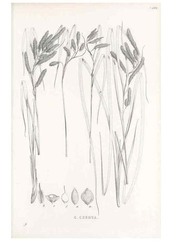 Reproducción/Reproduction 48683549067: Illustrations of the genus Carex. London :William Pamplin,1858-1867.. 