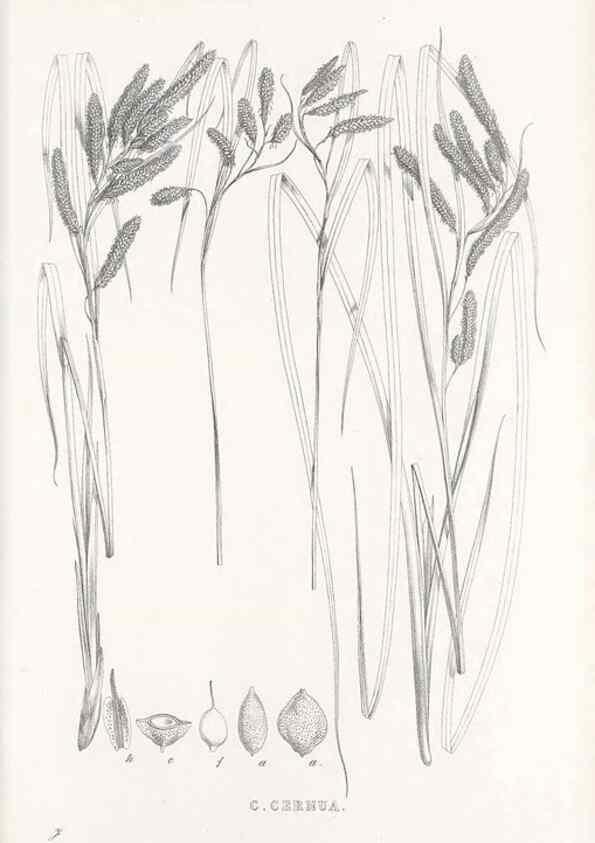 Reproducción/Reproduction 48683549067: Illustrations of the genus Carex. London :William Pamplin,1858-1867.. 