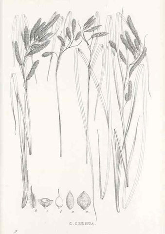 Reproducción/Reproduction 48683549067: Illustrations of the genus Carex. London :William Pamplin,1858-1867.. 