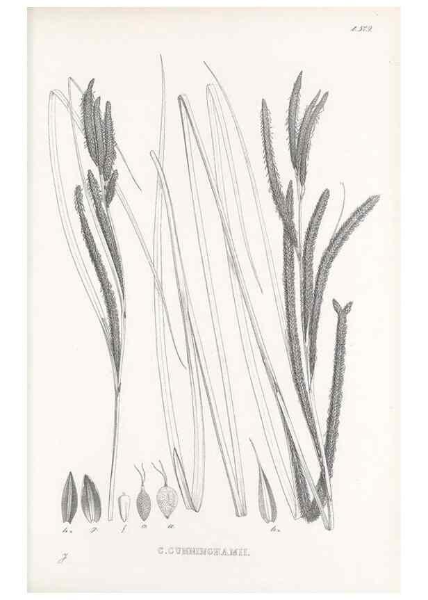 Reproducción/Reproduction 48683374321: Illustrations of the genus Carex. London :William Pamplin,1858-1867.. 