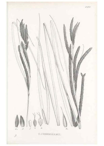 Reproducción/Reproduction 48683374321: Illustrations of the genus Carex. London :William Pamplin,1858-1867.. 