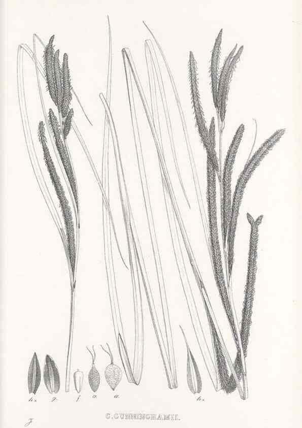 Reproducción/Reproduction 48683374321: Illustrations of the genus Carex. London :William Pamplin,1858-1867.. 