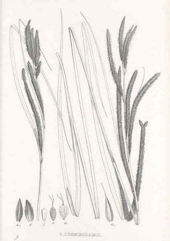 Reproducción/Reproduction 48683374321: Illustrations of the genus Carex. London :William Pamplin,1858-1867.. 