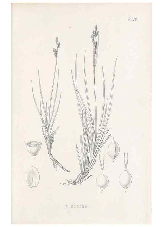 Reproducción/Reproduction 48683547137: Illustrations of the genus Carex. London :William Pamplin,1858-1867.. 