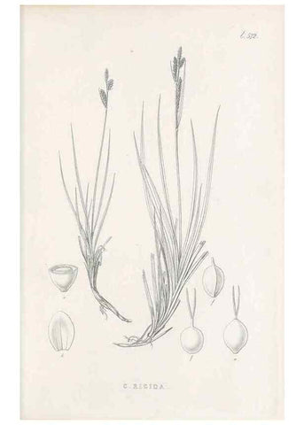 Reproducción/Reproduction 48683547137: Illustrations of the genus Carex. London :William Pamplin,1858-1867.. 